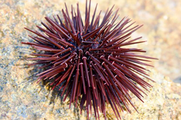 Sea Urchin